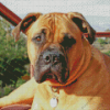 Bullmastiff Diamond Painting